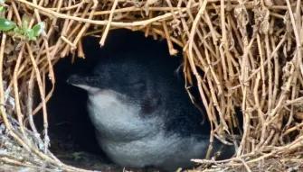 A cute penguin sleeping in a burrow 