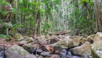 Explore Tamborine Tour Rainforest on the Explore Tamborine Tour