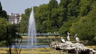London Royal Mews at Buckingham Palace 