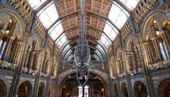 Natural History Museum tour