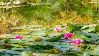 Lily pond