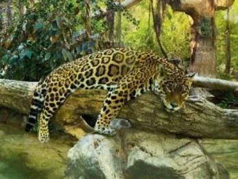 Frühlingsgefühle im Loro Parque 