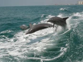 Clearwater Beach Tour with Dolphin Encounter Clearwater Beach Tour with Dolphin Encounter