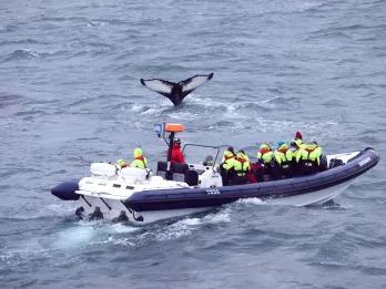 RIB Express Whale Watching Tour from Reykjavik