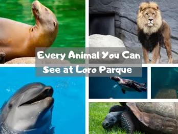 Every Animal You Can See at Loro Parque in Tenerife  Every Animal You Can See at Loro Parque in Tenerife