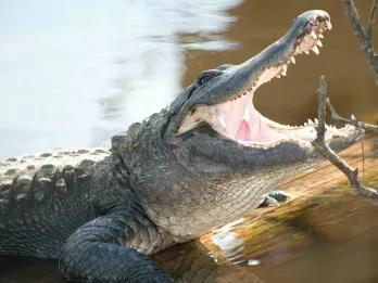 Gatorland