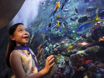 The Lost Chambers at Atlantis The Palm