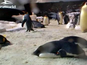Watch 24 Hour SeaWorld Penguin Cam! Watch 24 Hour SeaWorld Penguin Cam!