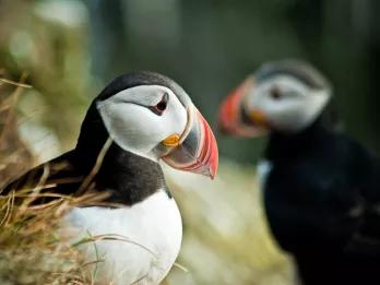 Puffin Watching from Reykjavik Puffin Watching from Reykjavik