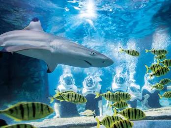 SeaVenture at Discovery Cove 