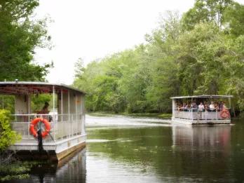 Swamp and Bayou Tour Swamp and Bayou Tour