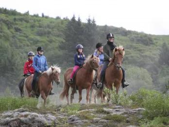 The Viking Horse and Golden Circle Afternoon The Viking Horse and Golden Circle Afternoon