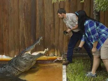 Gator Feeding at Gatorland Orlando