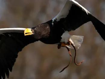 Falconer’s Quest Bird of Prey Show at Warwick Castle