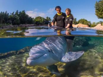 Guests interacting with a dolphin at Discovery Cove