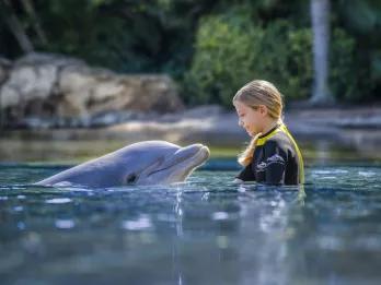 Girl Interacting with a Dolphin at Discovery Cove