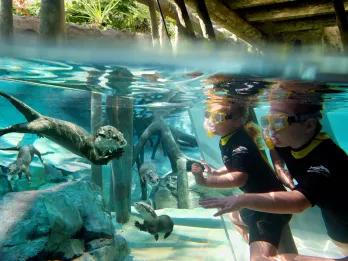 Two children underwater at Freshwater Oasis looking through a glass screen at an otter