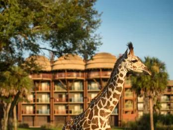 A giraffe roaming outside of guest rooms at Animal Kingdom Lodge