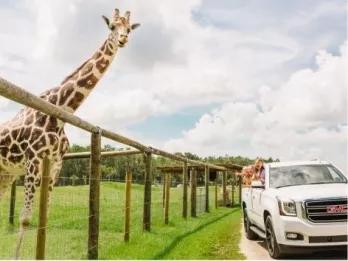 Wild Florida Drive Thru Safari + Airboat Ride