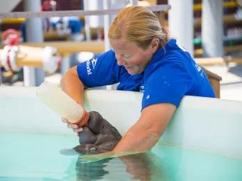 Woman handfeeding a baby manatee at SeaWorld Orlando