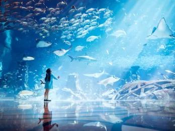 Girl watching the marine life at the Lost Chambers Aquarium