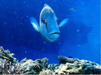 Great Barrier Reef Adventure Great Barrier Reef Adventure