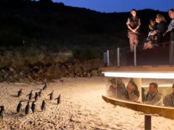 Phillip Island Penguin Parade