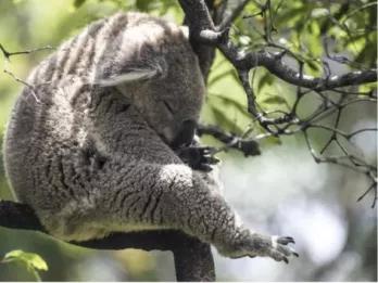 Sydney Harbour Explorer Cruise with Taronga Zoo Sydney Harbour Explorer Cruise with Taronga Zoo