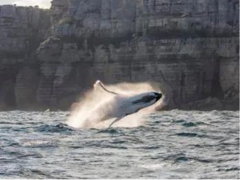 Sydney Whale Watching Cruise Sydney Whale Watching Cruise