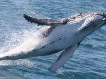 Whale Watch with Brisbane Transfers