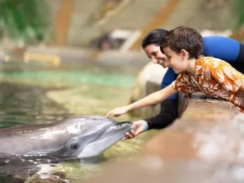 SeaWorld Orlando Dolphin Encounter