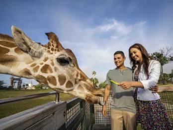 Couple feeding a giraffe on the Serengeti Safari at Busch Gardens