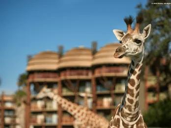 Two giraffes standing in front of an African-themed hotel building