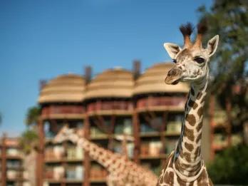 Two giraffes standing in front of an African-themed hotel building