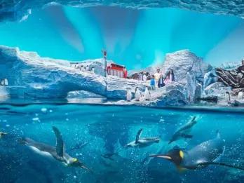 SeaWorld Yas Island Abu Dhabi SeaWorld Yas Island Abu Dhabi