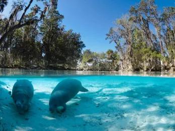Manatees in Florida Two manatees in the crystal clear water which is surrounded either side by tall trees.