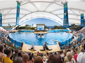 Orca Stadium Loro Parque Orcas at Loro Parque