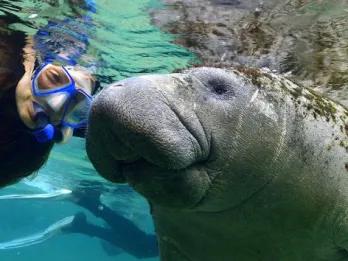 Swim with the Manatee Swim with the Manatee