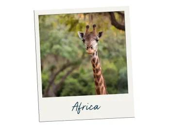 Africa A giraffe stood looking at a camera with trees in the background.