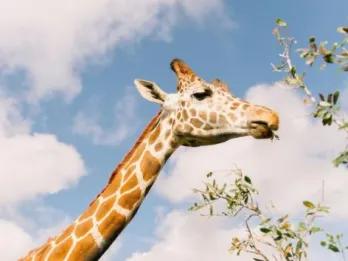 Central Florida Everglades and Safari Park Tour