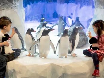 Sea Life Birmingham Penguins Sea Life Birmingham Penguins