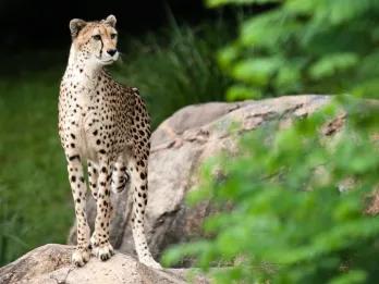 There is a large cheetah stood on a rock looking towards the trees on the right.