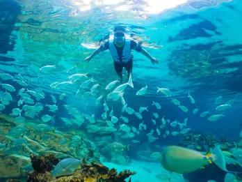 Guest Snorkelling at Discovery Cove Orlando