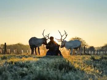 reindeer-in-field-at-sunrise