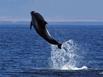 Whale jumping from sea