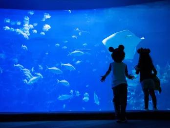 EPCOT Aquarium Two young children looking into the glass of a large aquarium full of fish and a stingray