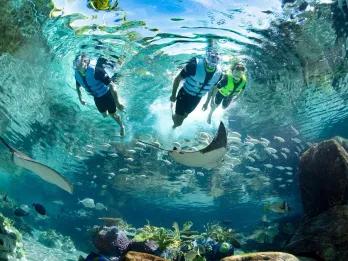 Guests snorkelling over the Grand Reed, Discovery Cove Orlando