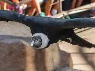Shows - San Diego Zoo Shows - San Diego Zoo