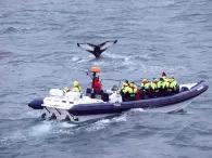 RIB Express Whale Watching Tour from Reykjavik RIB Express Whale Watching Tour from Reykjavik