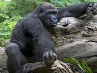 Villa Gorilla Villa Gorilla